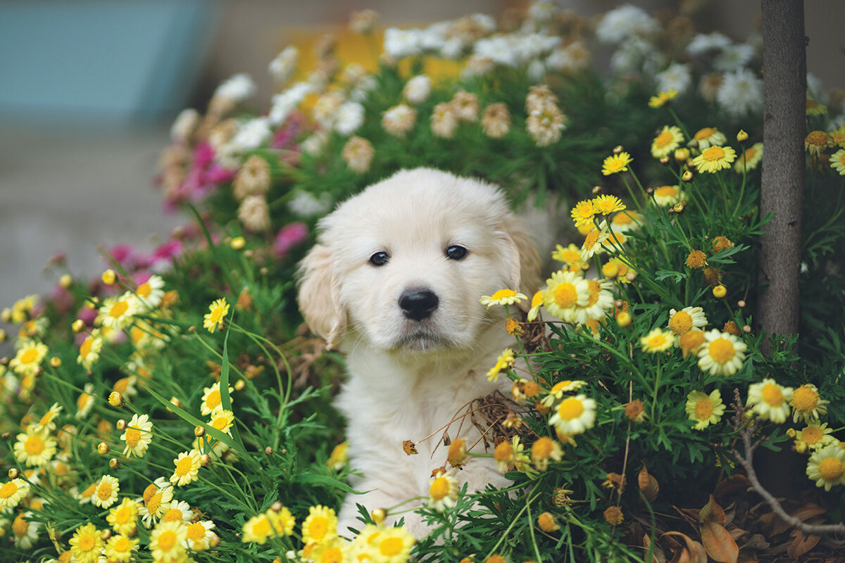 Puppy